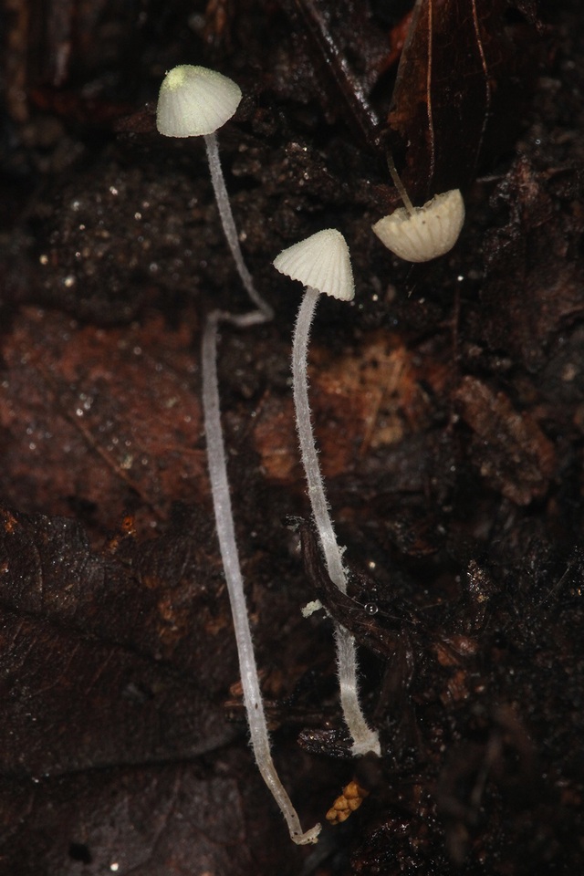Mycena chloroxantha var. appalachienensis image