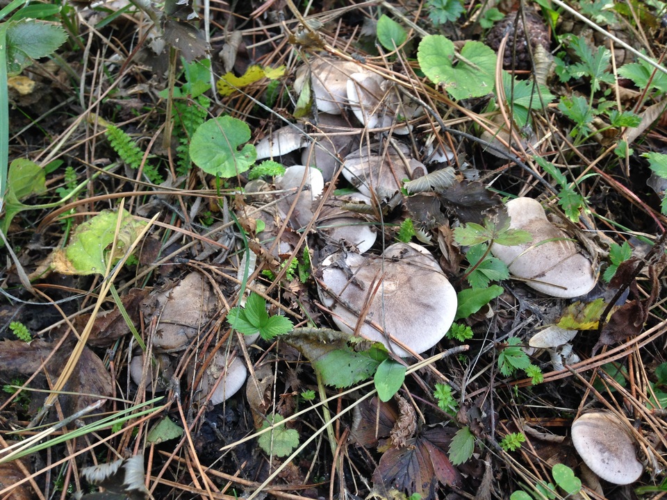 Lepista panaeola image