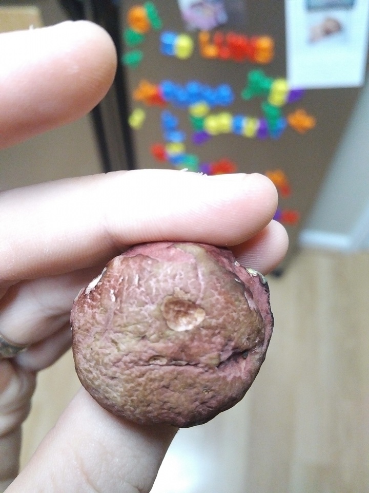 Hortiboletus image