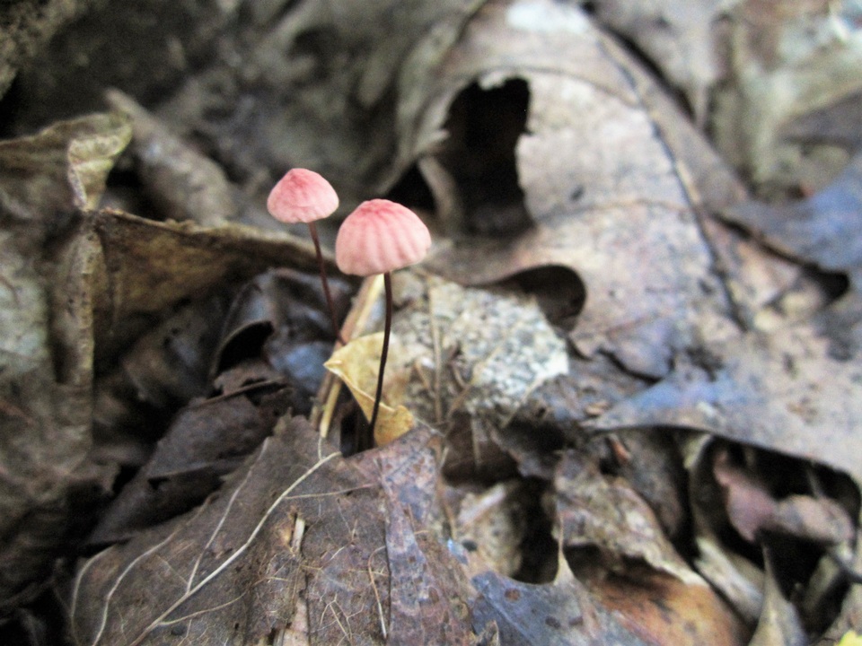 Marasmius bellipes image
