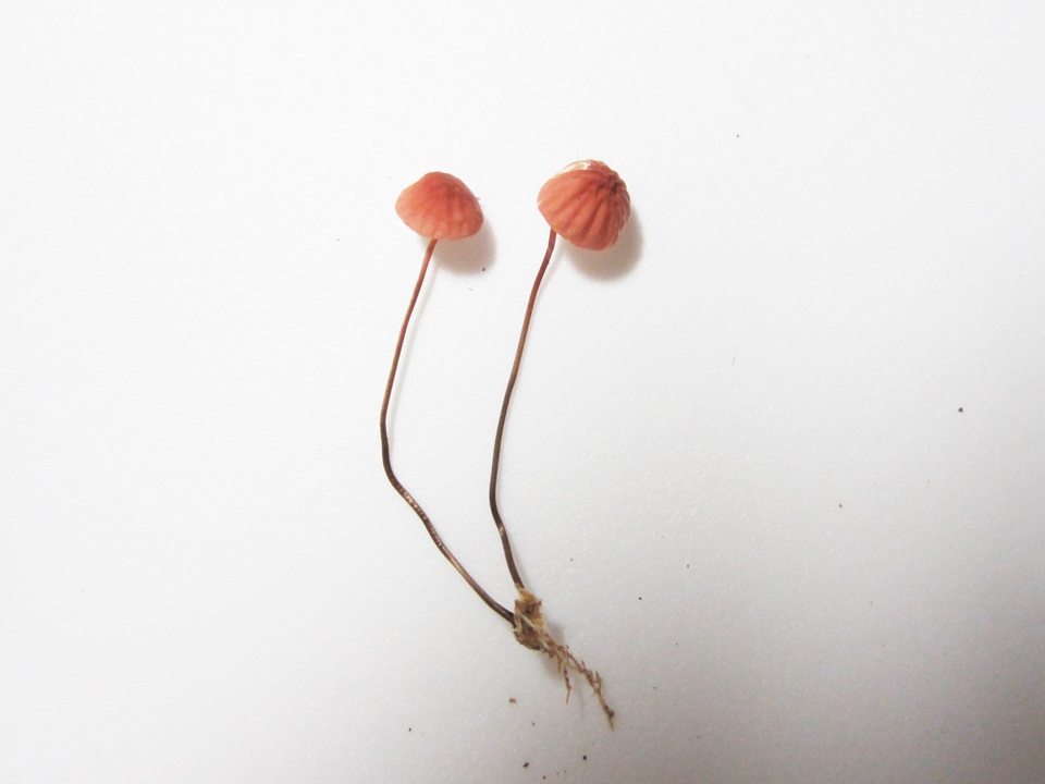 Marasmius bellipes image