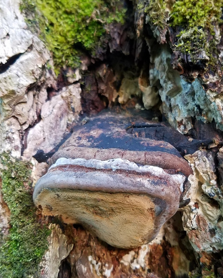 Phellinus linteus image