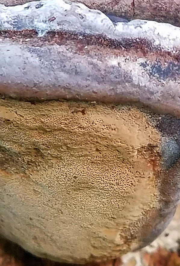 Phellinus linteus image