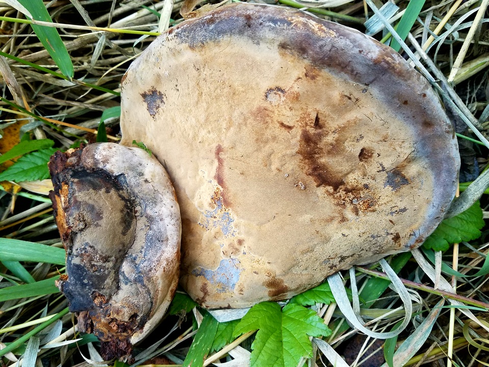Phellinus linteus image