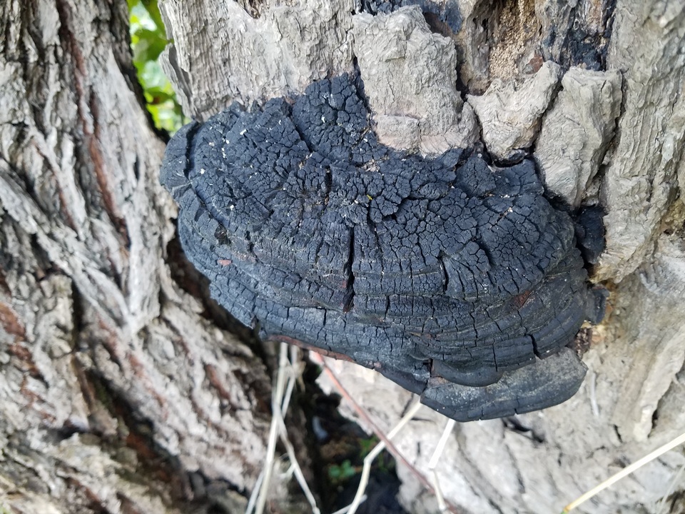 Phellinus linteus image