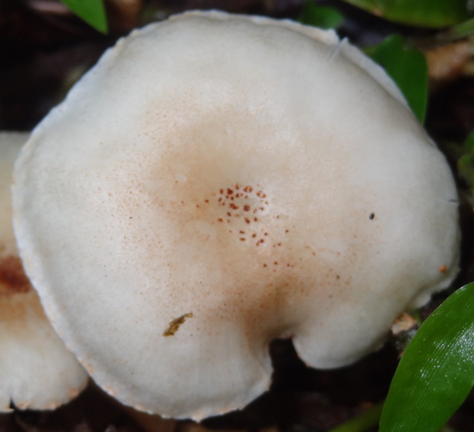 Ripartitella alba image