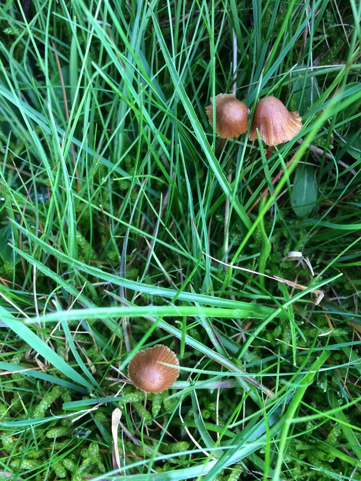 Conocybe siligineoides image