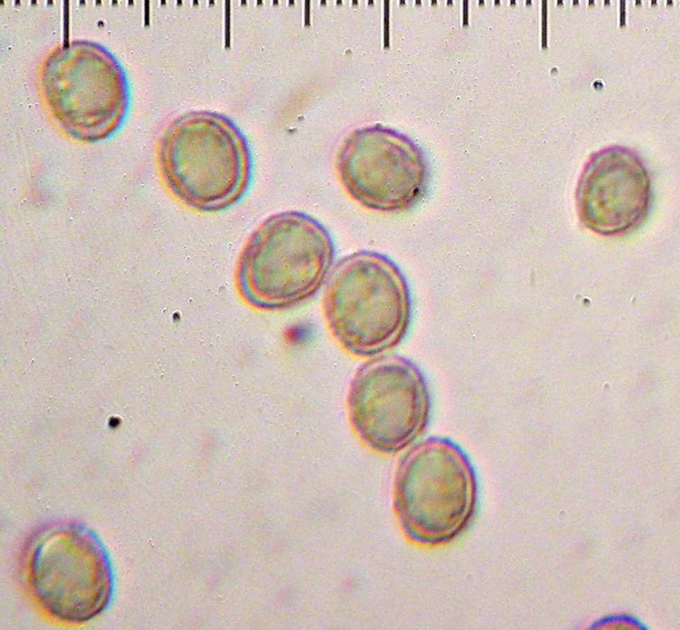 Lentinellus montanus image