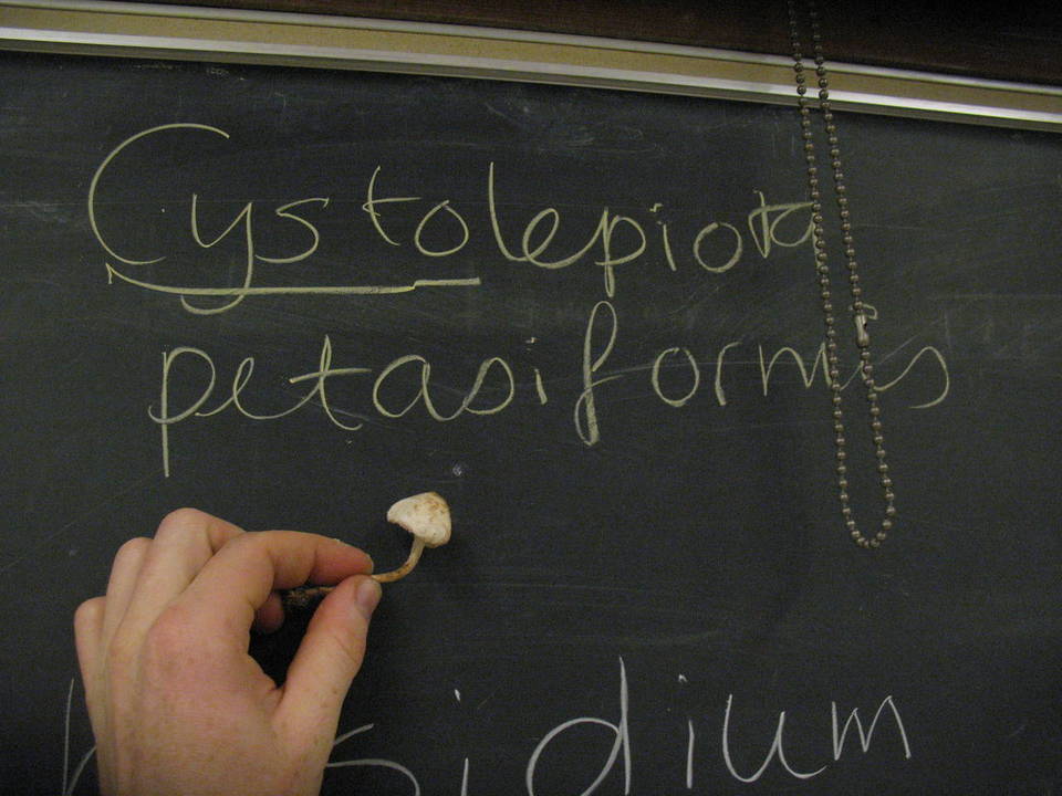 Cystolepiota petasiformis image
