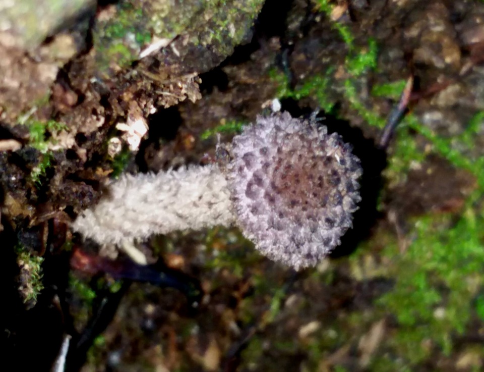 Cystoagaricus hirtosquamulosus image