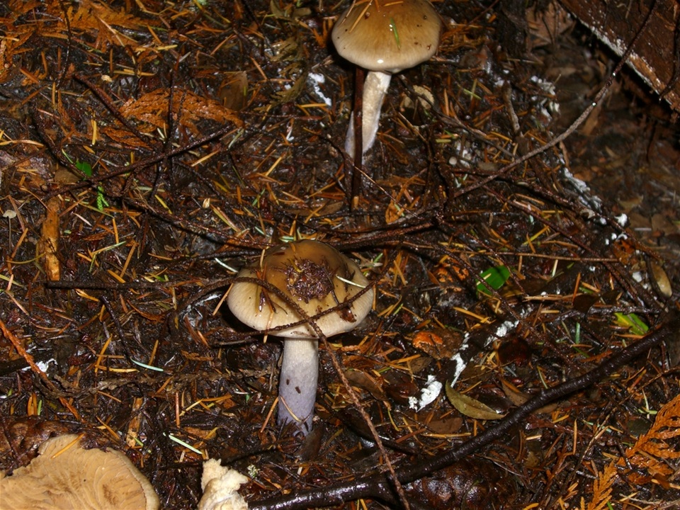 Cortinarius cylindripes image