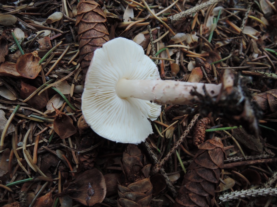 Lepiota brunneoincarnata image