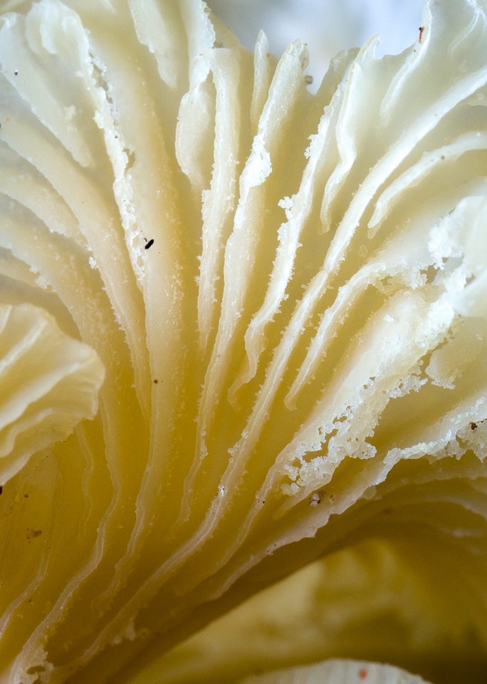 Lentinus copulatus image