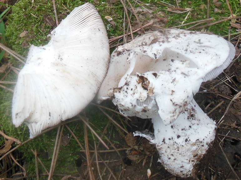Amanita argentea image