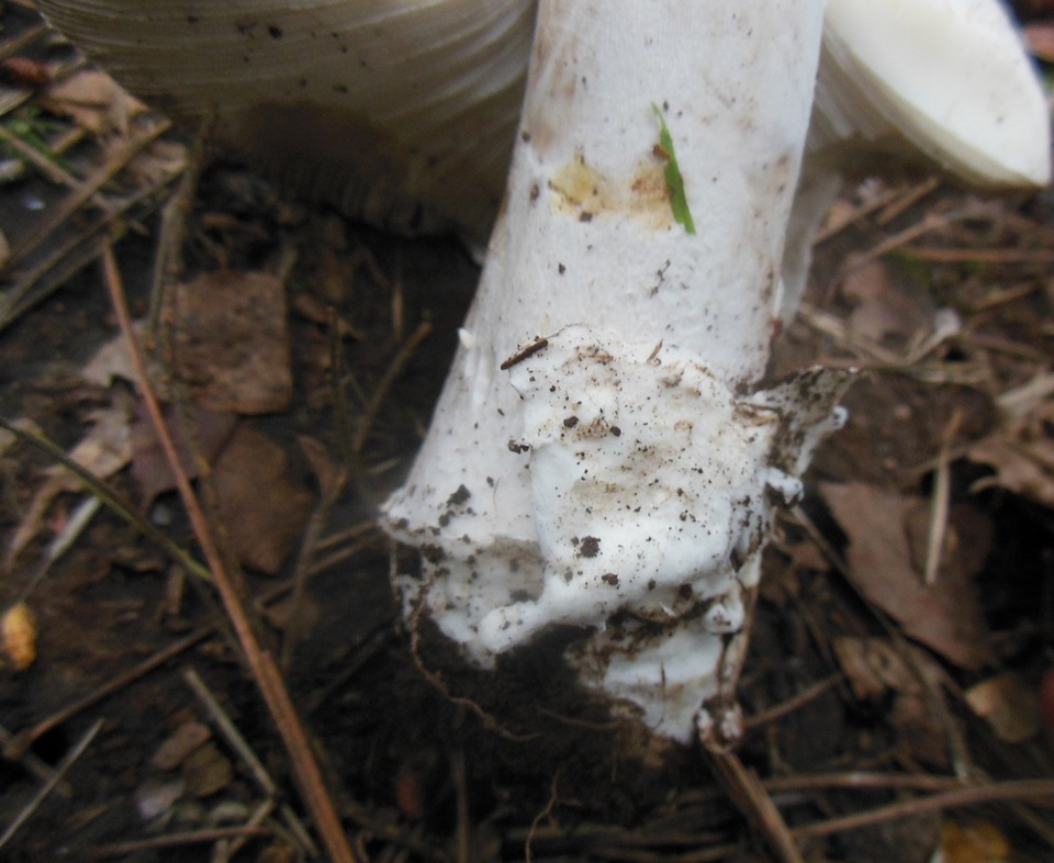 Amanita argentea image