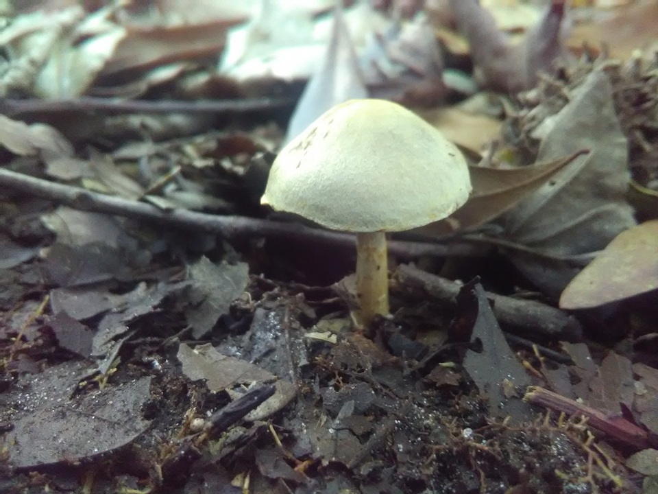 Cortinarius luteus image
