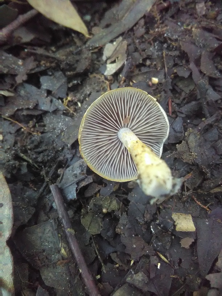 Cortinarius luteus image