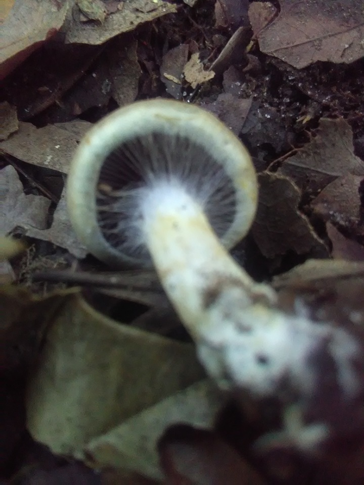 Cortinarius luteus image