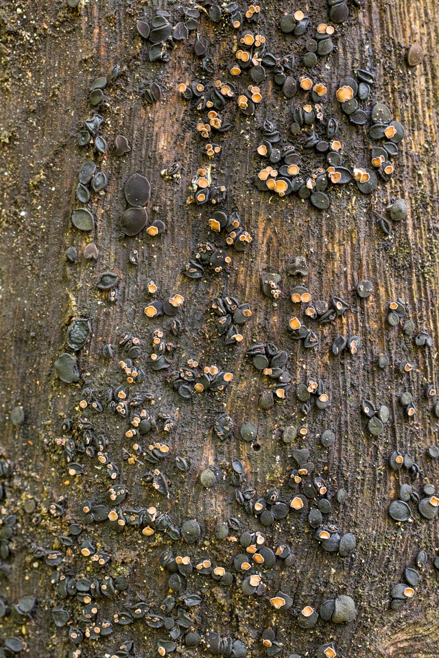 Unguiculariopsis ravenelii image