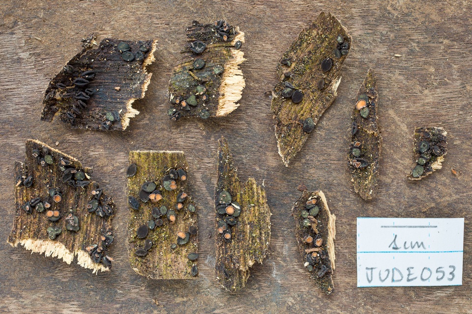 Unguiculariopsis ravenelii image