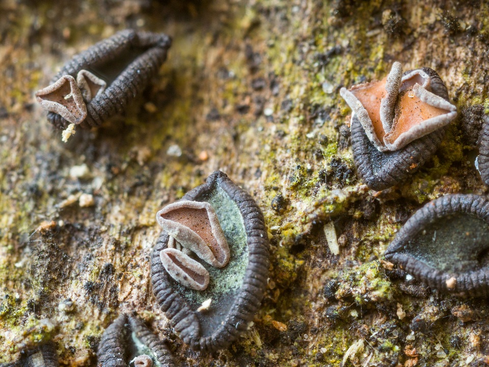 Unguiculariopsis ravenelii image