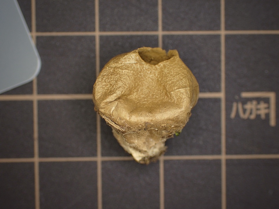 Lycoperdon asperum image