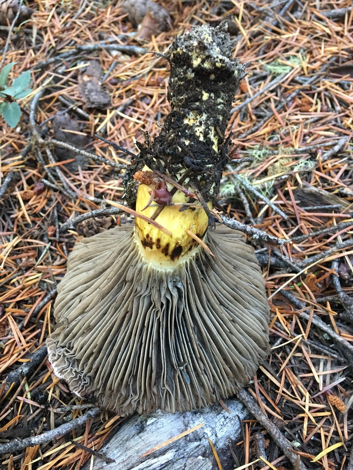 Gomphidius roseus image