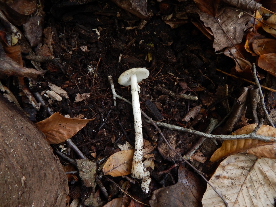 Amanita cylindrispora image