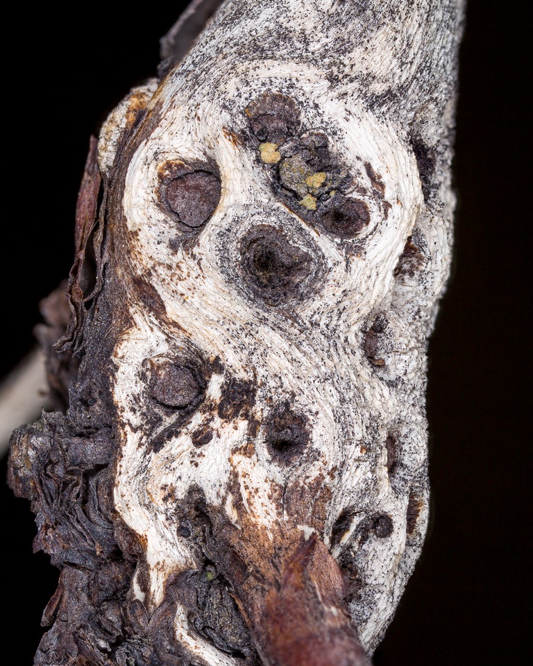 Leptosphaeria polylepidis image