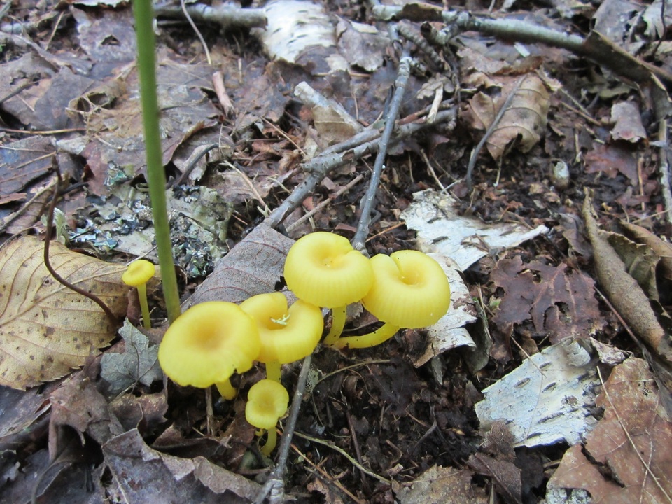 Gloioxanthomyces vitellinus image