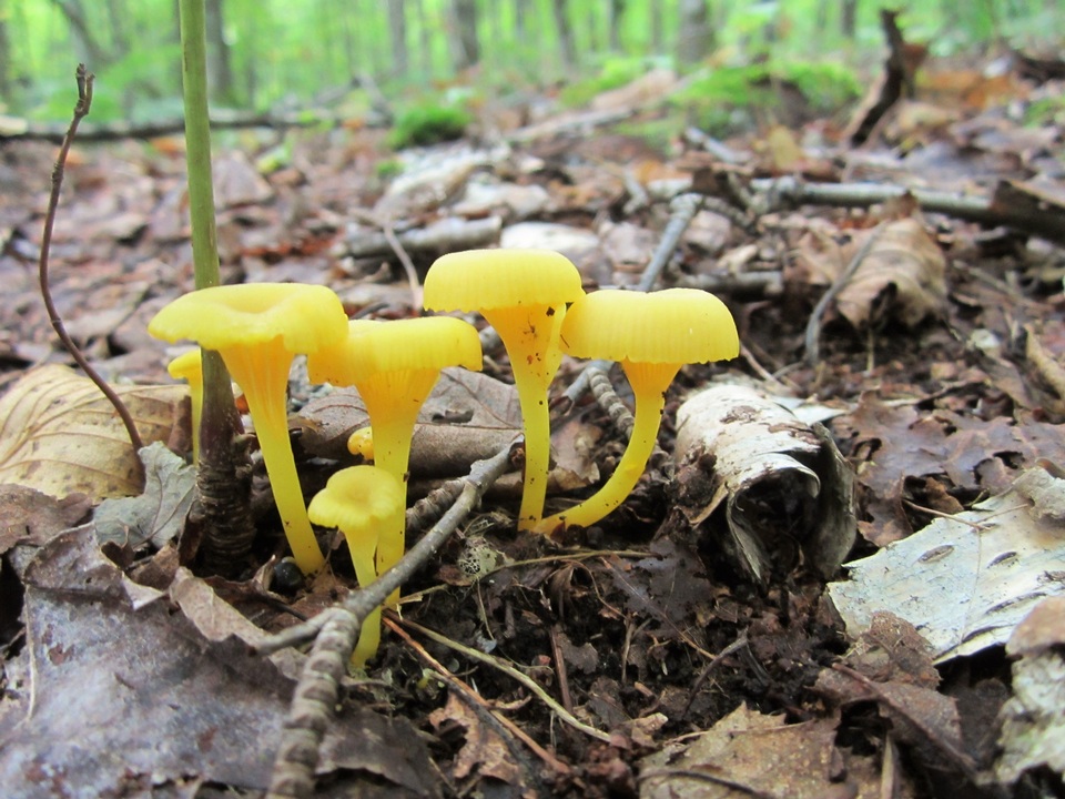 Gloioxanthomyces vitellinus image
