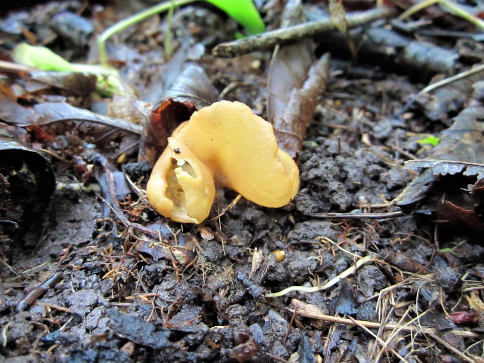 Peziza petersii image