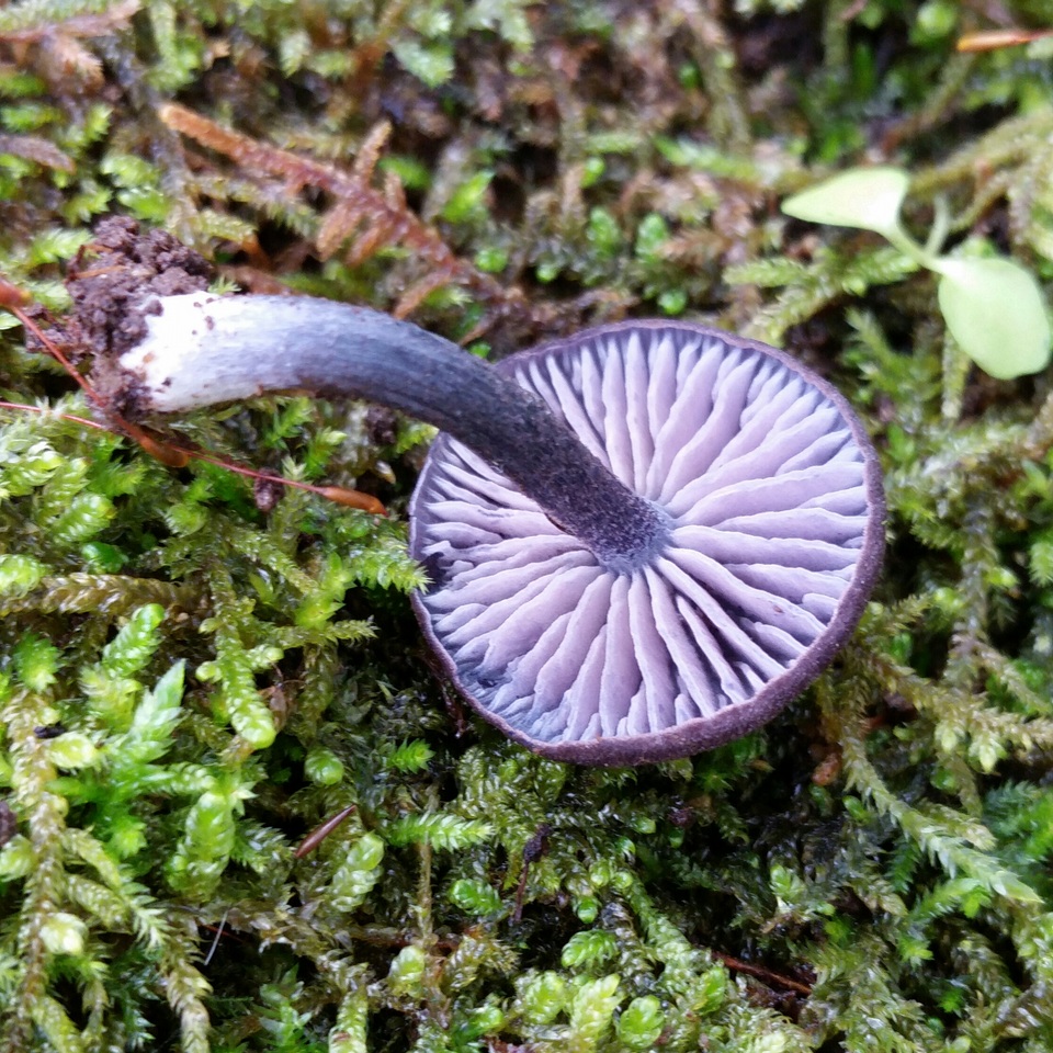 Entoloma occidentale image