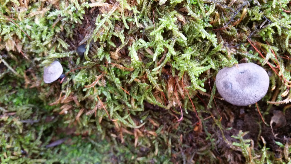 Entoloma occidentale image