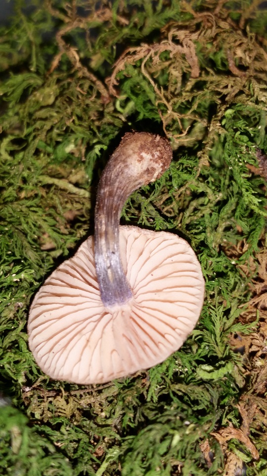 Entoloma tjallingiorum image
