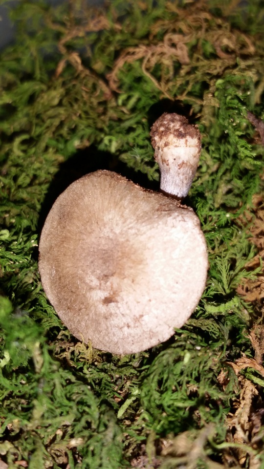 Entoloma tjallingiorum image