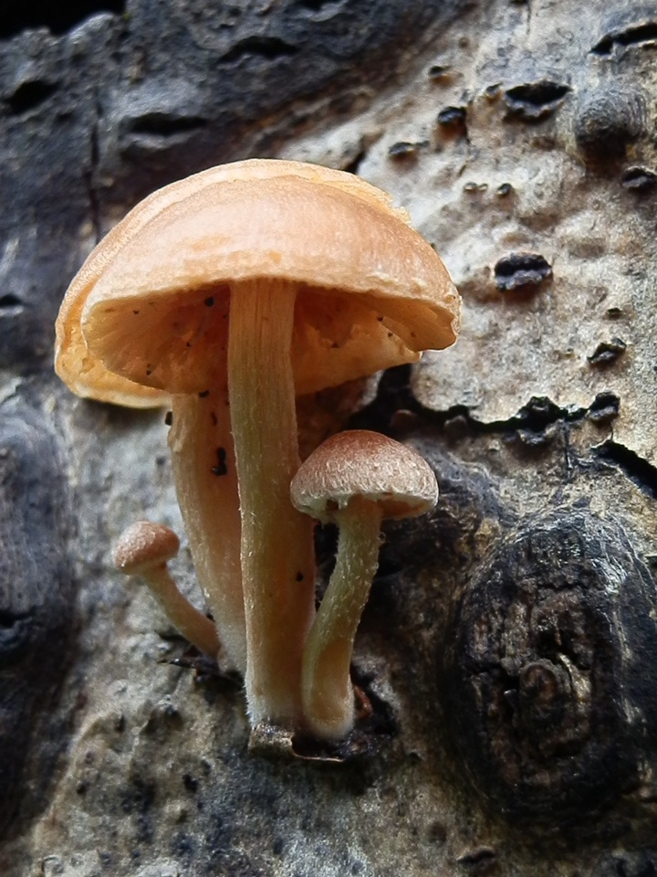 Tubaria romagnesiana image