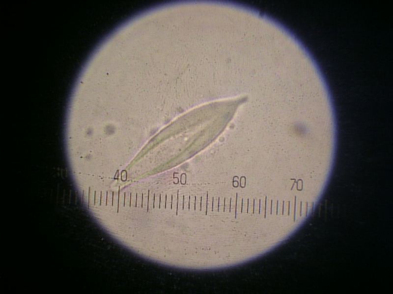 Hohenbuehelia longipes image