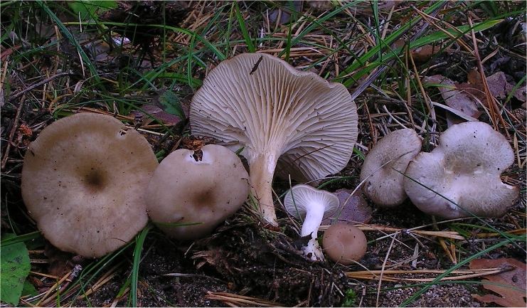 Clitocybe phaeophthalma image