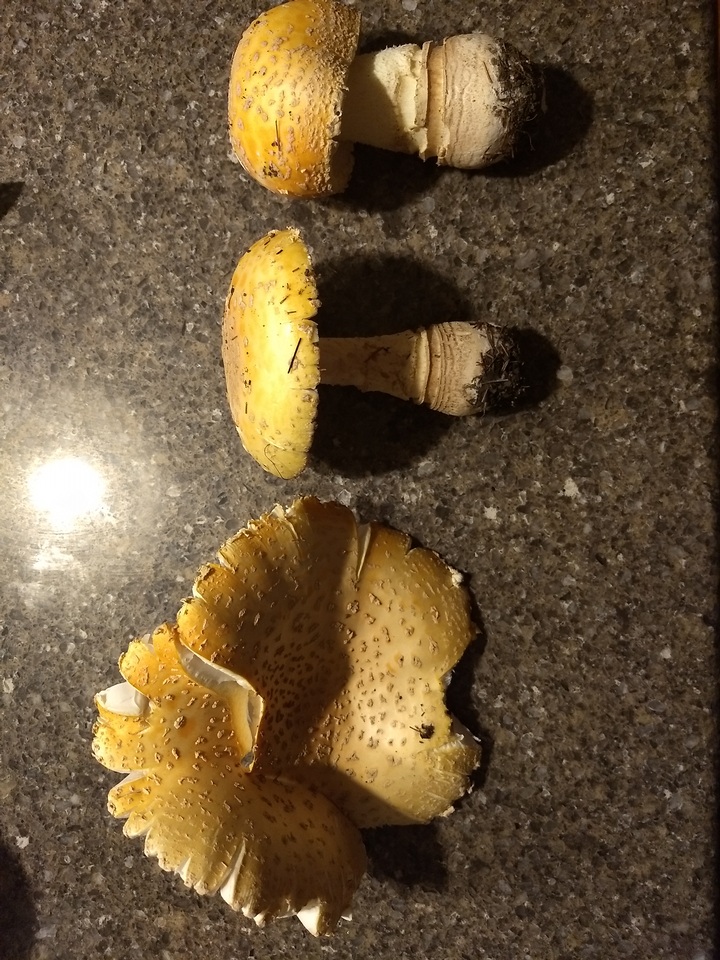 Amanita amerimuscaria image