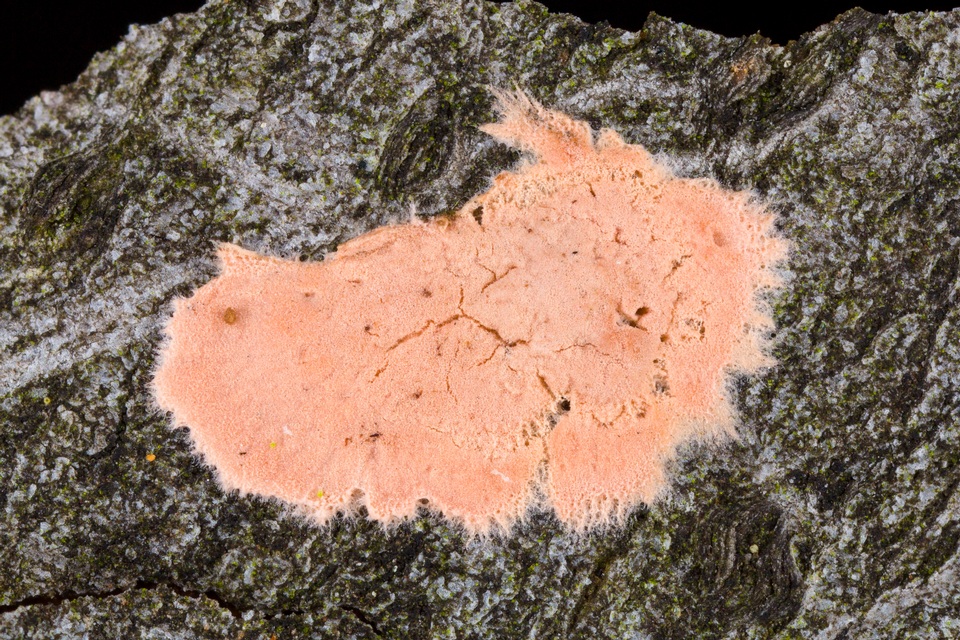 Corticium lombardiae image