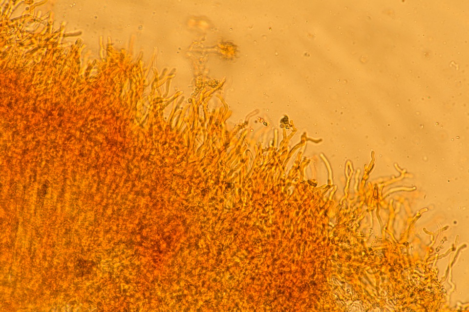 Corticium lombardiae image