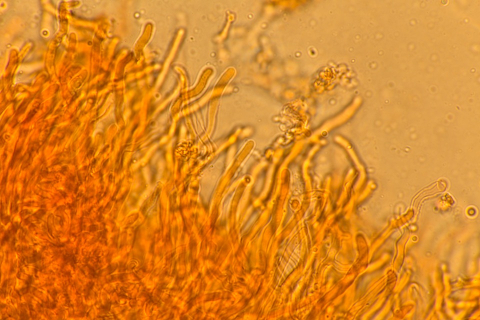 Corticium lombardiae image