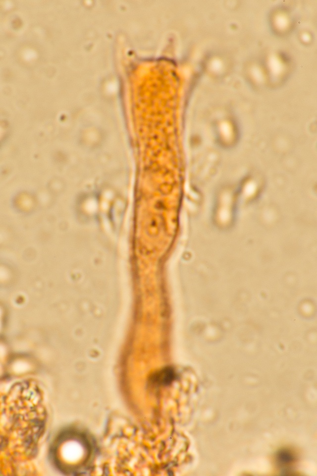 Corticium lombardiae image