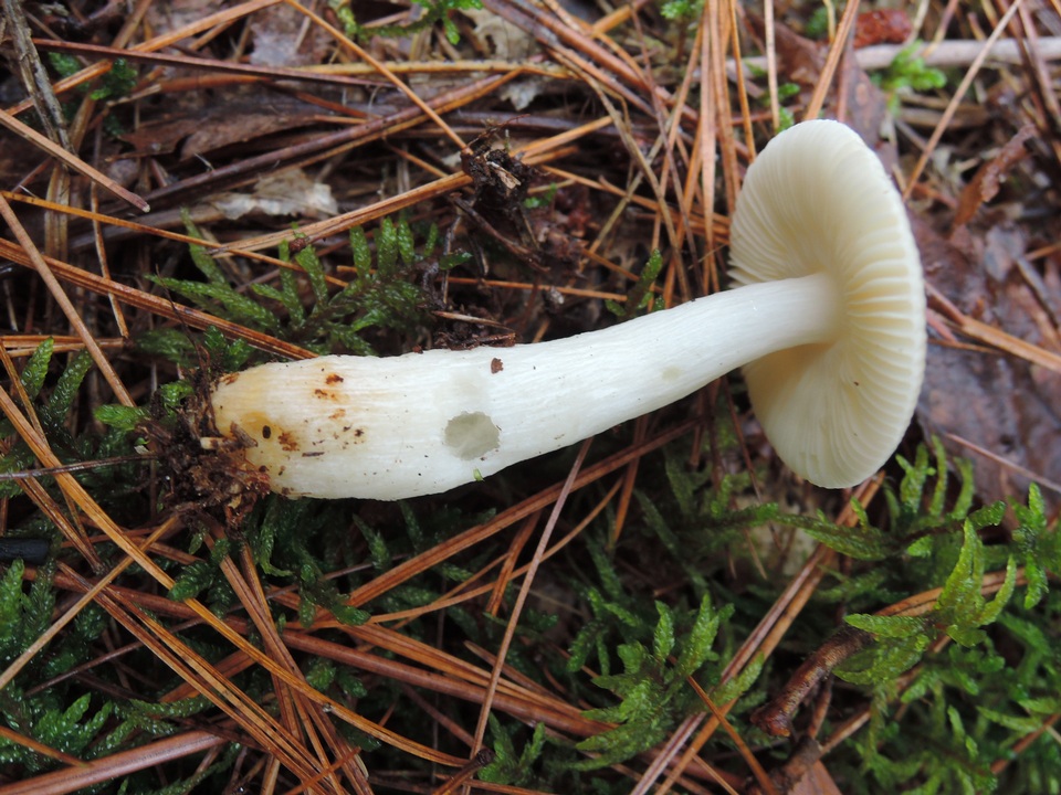 Russula versicolor image