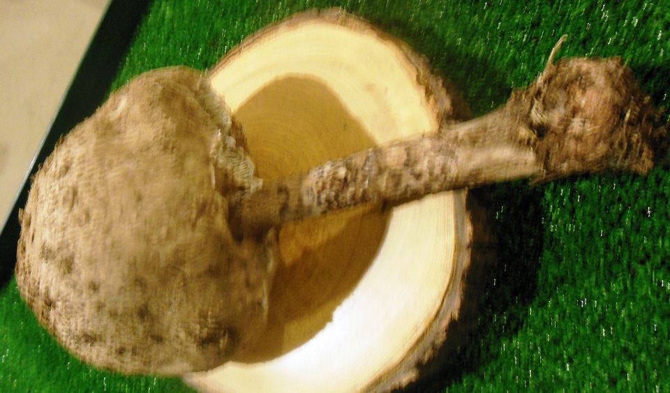 Macrolepiota fuligineosquarrosa image