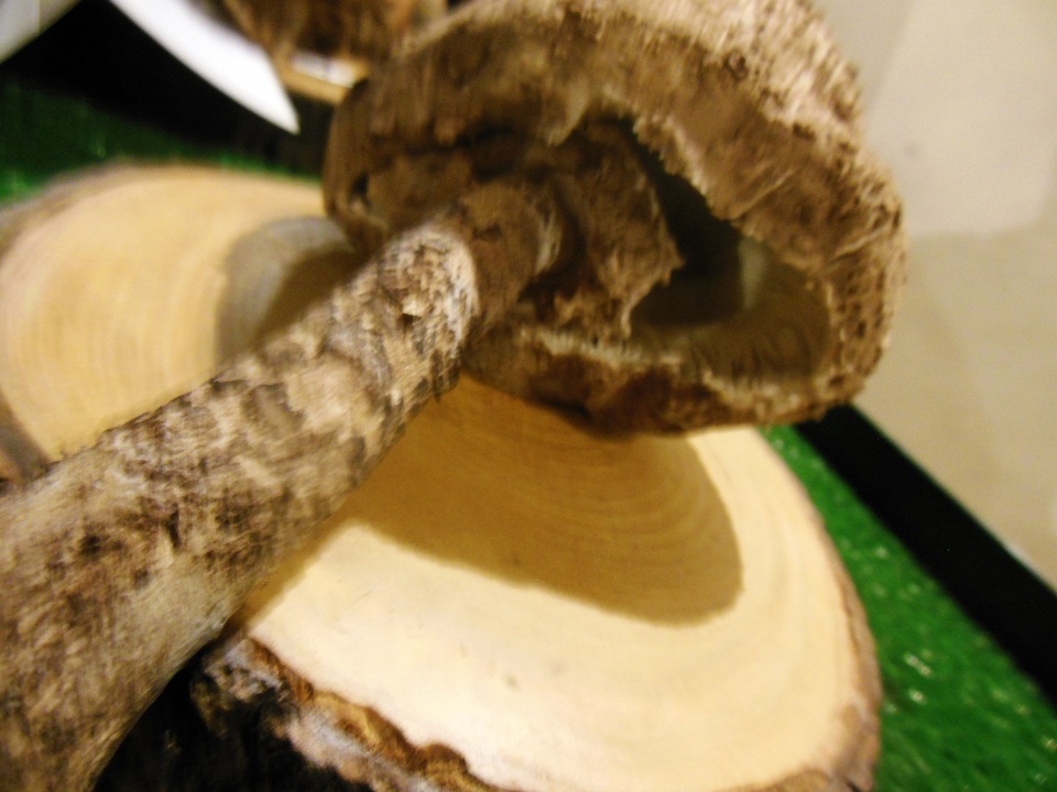 Macrolepiota fuligineosquarrosa image