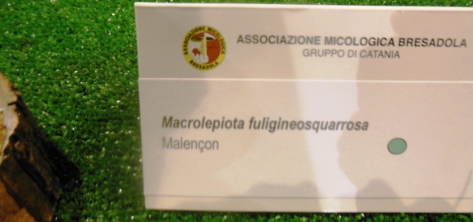 Macrolepiota fuligineosquarrosa image