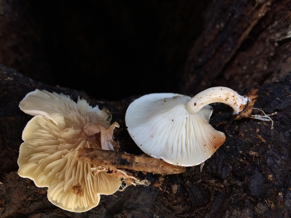 Clitocybe semiocculta image