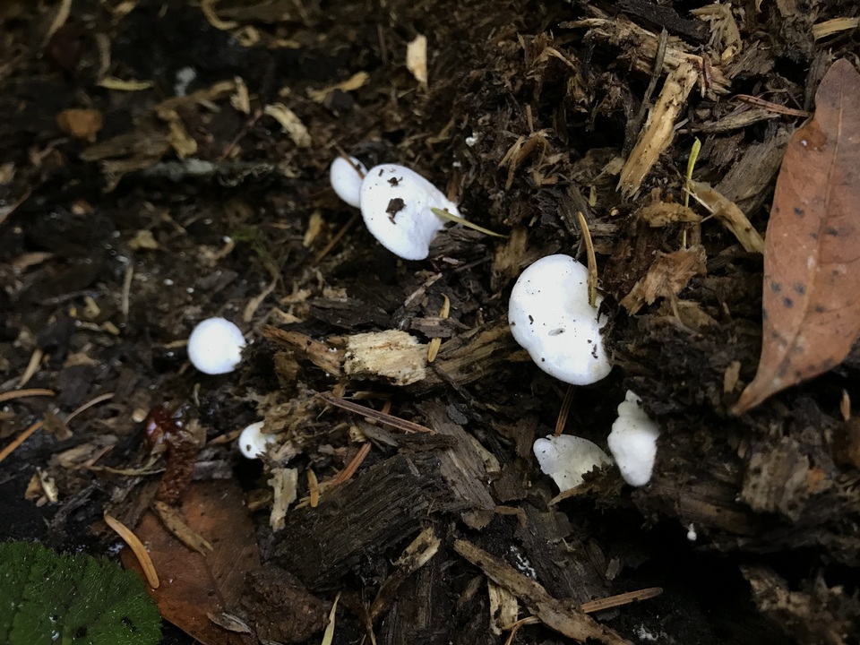 Clitopilus fasciculatus image